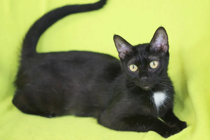 An adult small-sized female Black Domestic Short Hair cat named Clover for adoption in Cookeville, TN