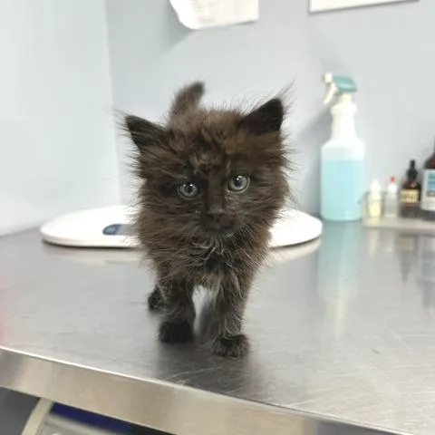 Minnie