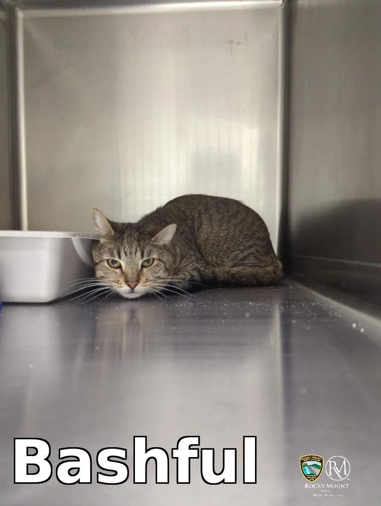 An adult medium-sized male Domestic Short Hair cat named Bashful for adoption in Rocky Mount, NC
