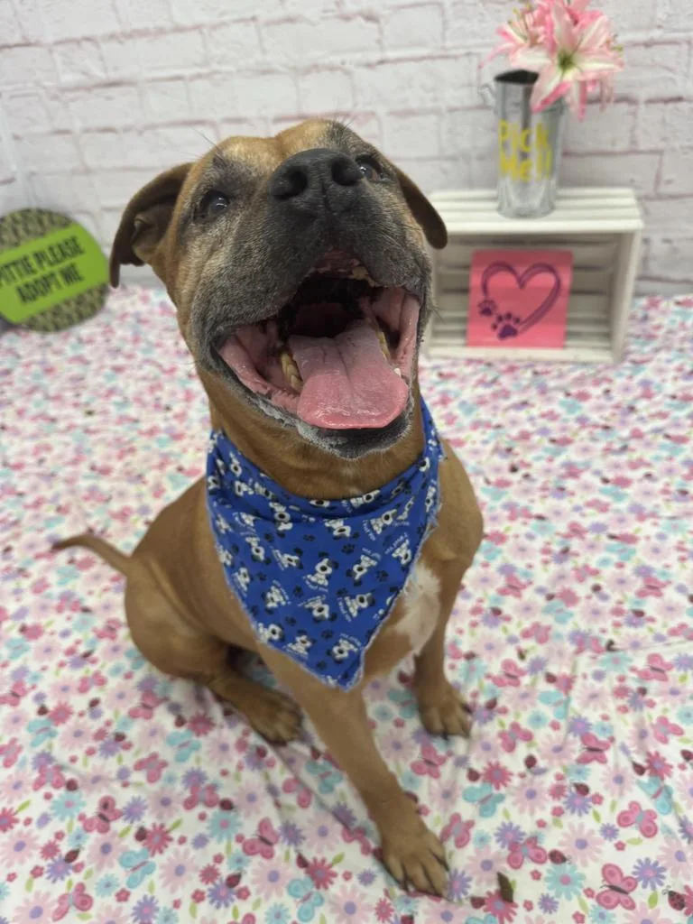 A senior large-sized male Mixed Breed dog named Diesel for adoption in Detroit, MI
