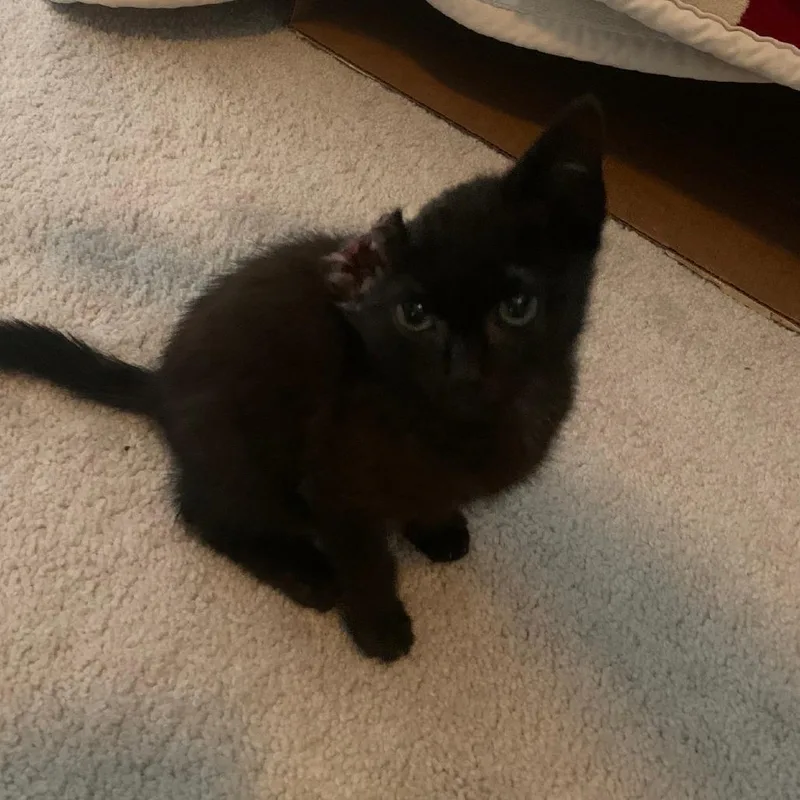A baby small-sized female Black Domestic Short Hair cat named Molly for adoption in West Palm Beach, FL