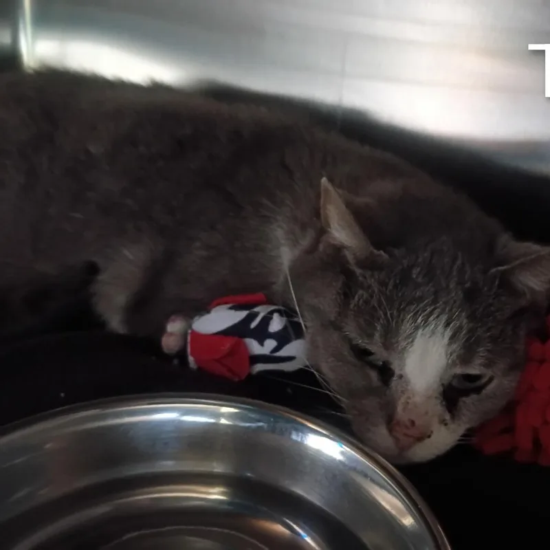 An adult medium-sized female Gray / Blue / Silver Domestic Short Hair cat named Tuna for adoption in Knoxville, TN