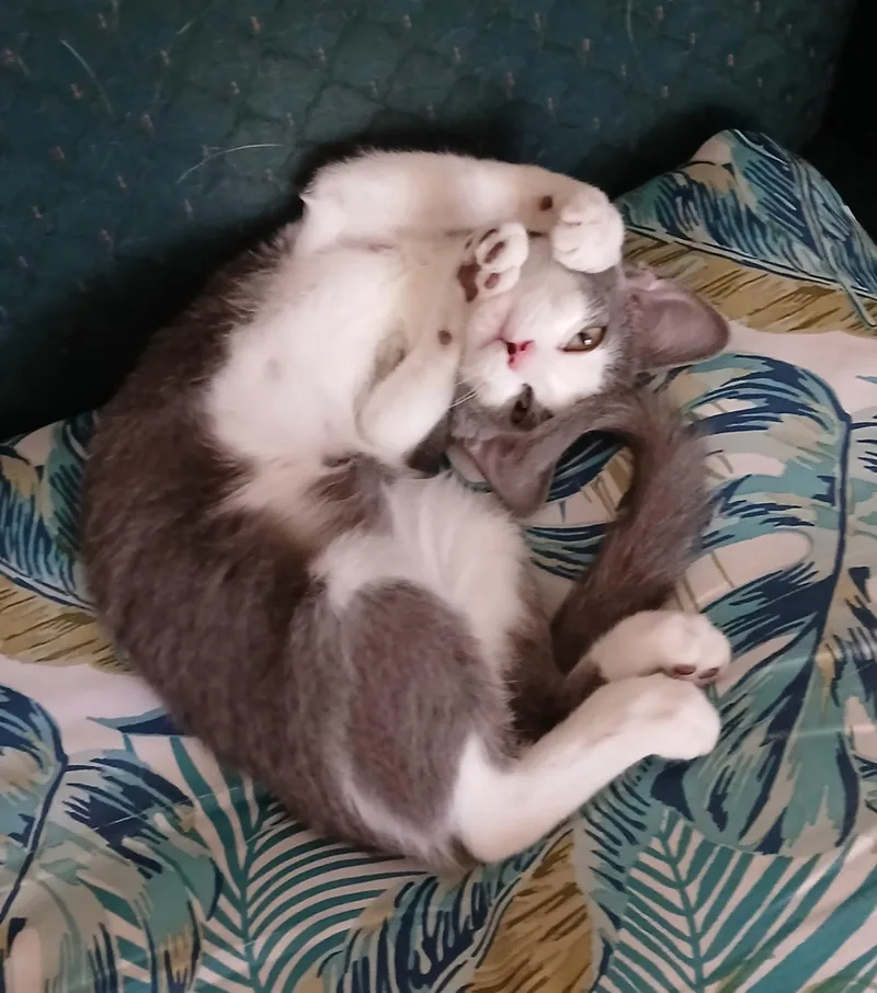 A baby medium-sized female Gray & White Domestic Short Hair cat named Violet  Sweetheart needs for adoption in Macomb, MI