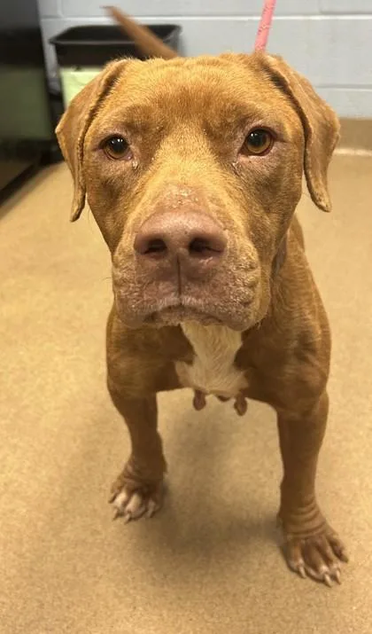 An adult large-sized female Mixed Breed dog named Tallulah for adoption in Chamblee, GA