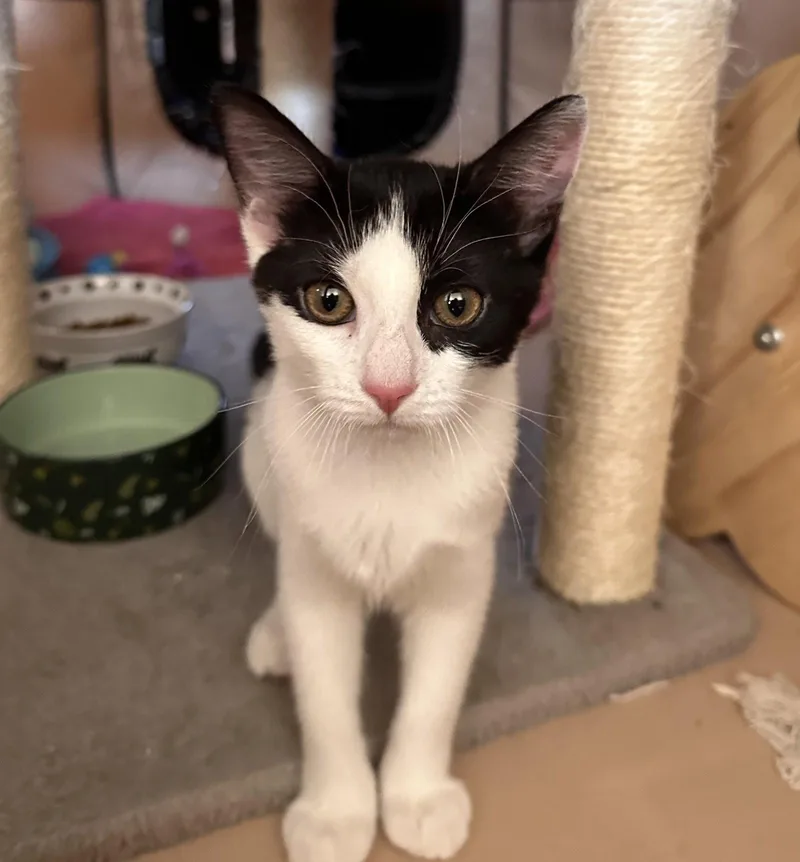A baby medium-sized female Domestic Short Hair cat named BillieJean for adoption in Walled Lake, MI
