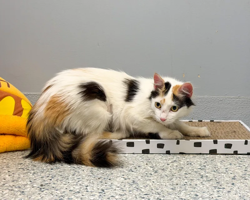 A young medium-sized female Calico Domestic Medium Hair cat named Tracy for adoption in Scituate, MA