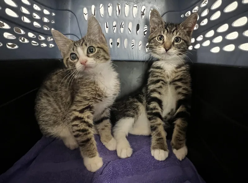 A baby small-sized male Domestic Short Hair cat named A for adoption in San Pedro, CA