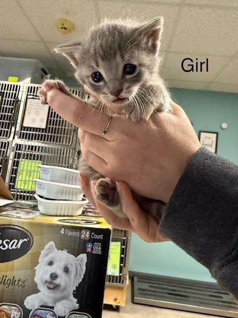 A baby medium-sized female Domestic Short Hair cat named Mousie for adoption in Archbold , OH