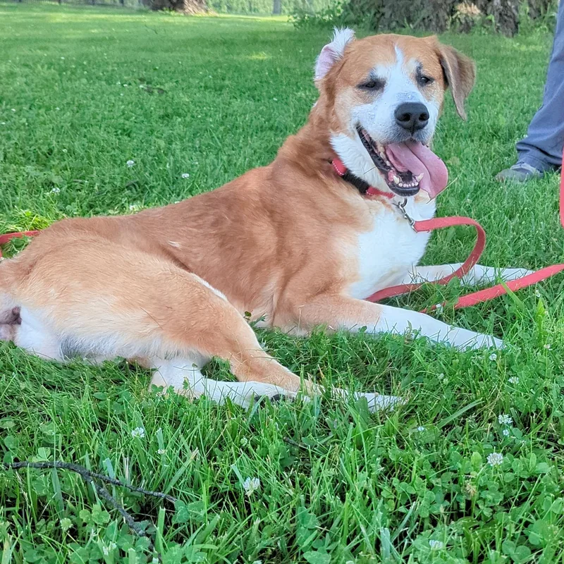 A senior medium-sized male Brown / Chocolate Saint Bernard dog named Artie for adoption in Valparaiso, IN