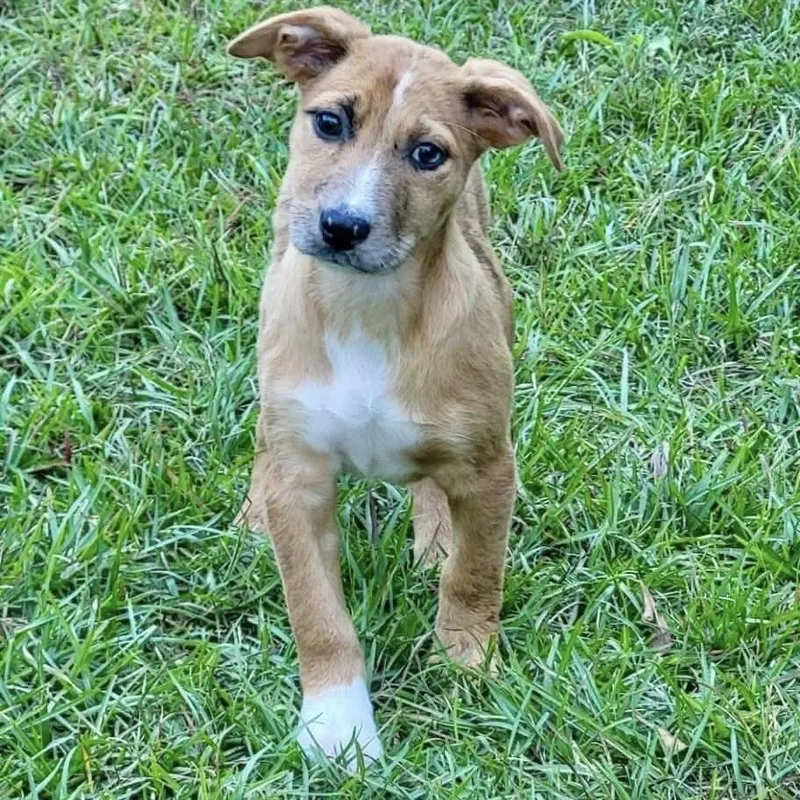 A baby medium-sized female Mixed Breed dog named Pigott for adoption in Groveland, MA