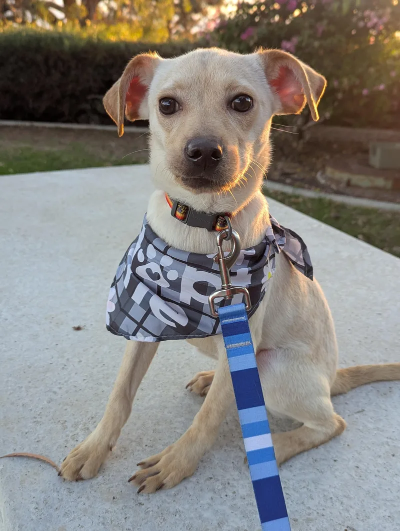 A young medium-sized male Golden Retriever dog named Zizzy for adoption in Bellflower, CA