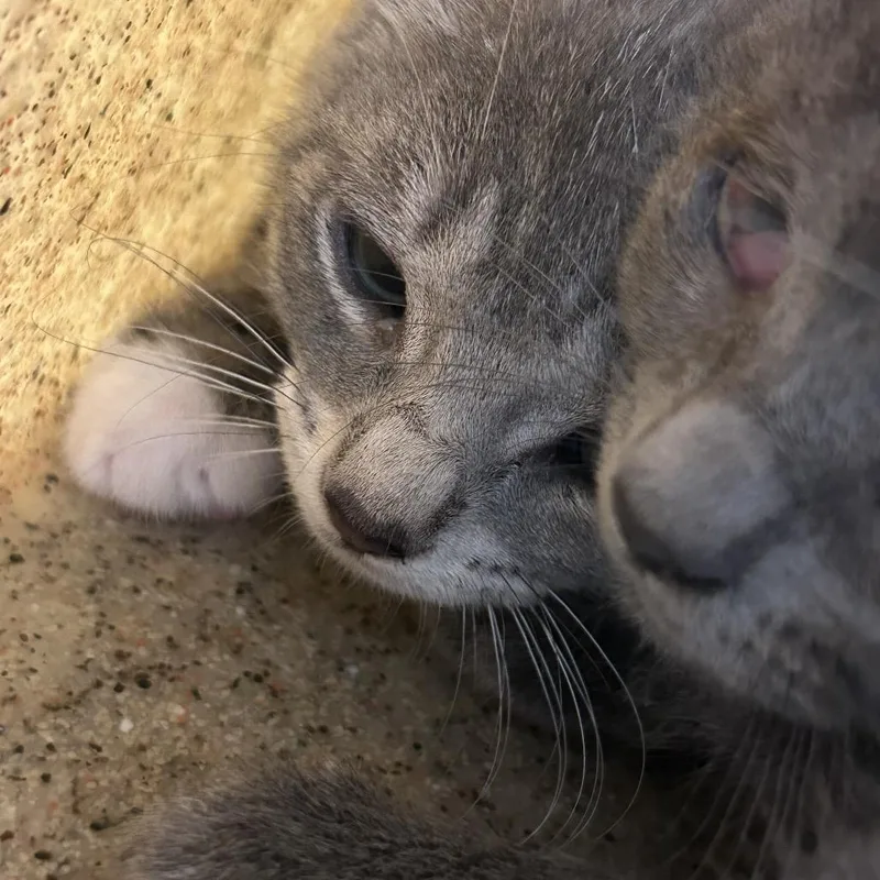 A baby small-sized female Gray / Blue / Silver Domestic Short Hair cat named Piper for adoption in Philadelphia, PA