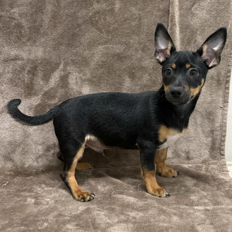 A baby small-sized male Black Dachshund dog named Cedar for adoption in Beaumont, TX