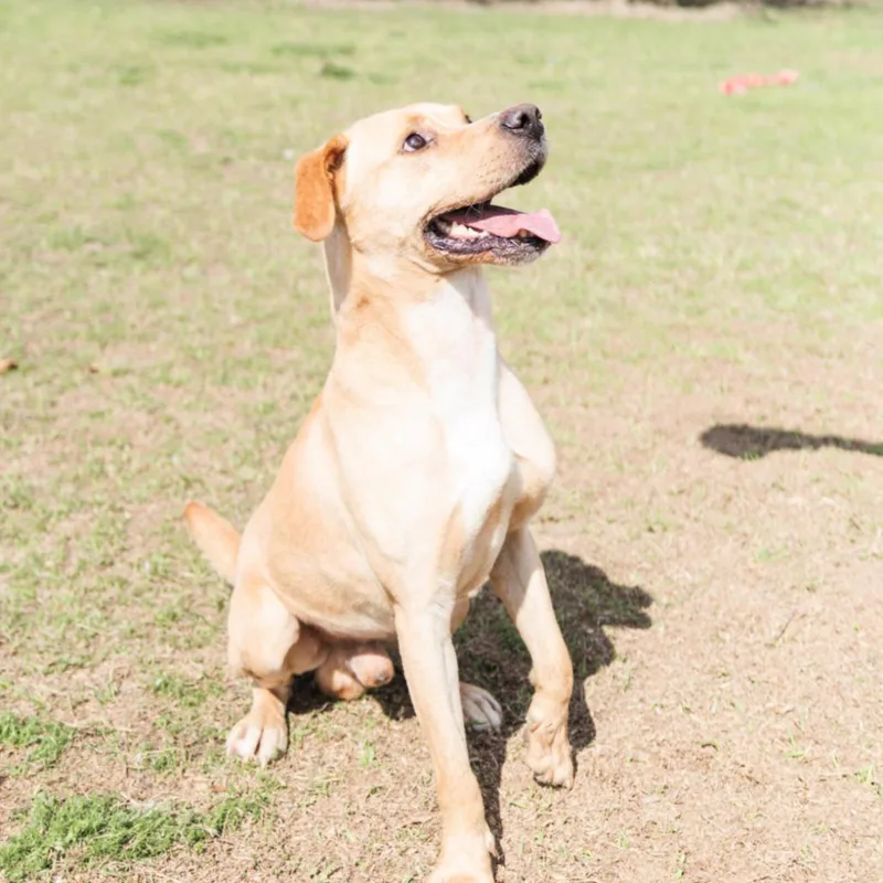 An adult large-sized male Yellow / Tan / Blond / Fawn Yellow Labrador Retriever dog named Joe for adoption in Valdosta , GA