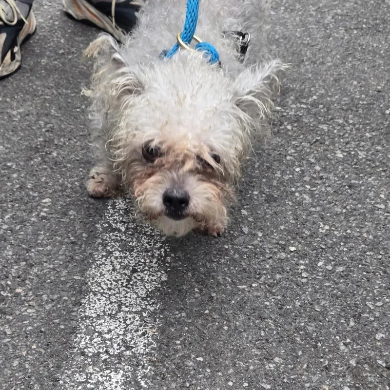 A baby small-sized male White / Cream Mixed Breed dog named Stuart Little for adoption in Newark, NJ