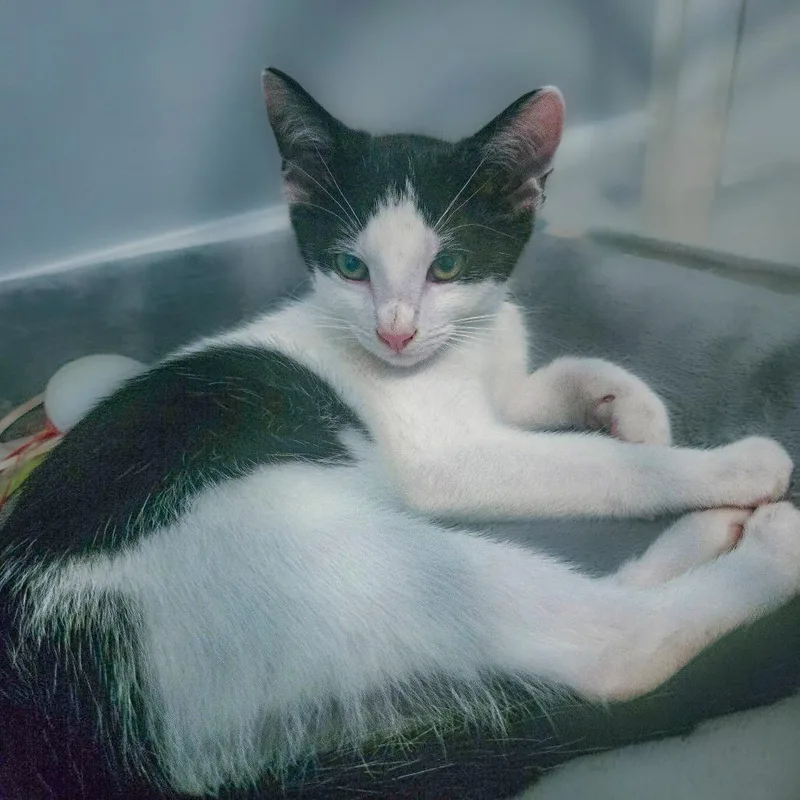 A baby small-sized male Black Domestic Short Hair cat named Otis Redding for adoption in Chapel Hill, NC