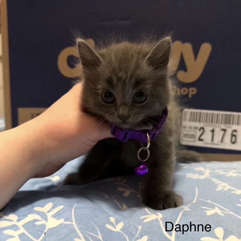 Daphne