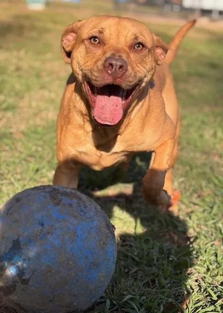 Savannah thumbnail 3