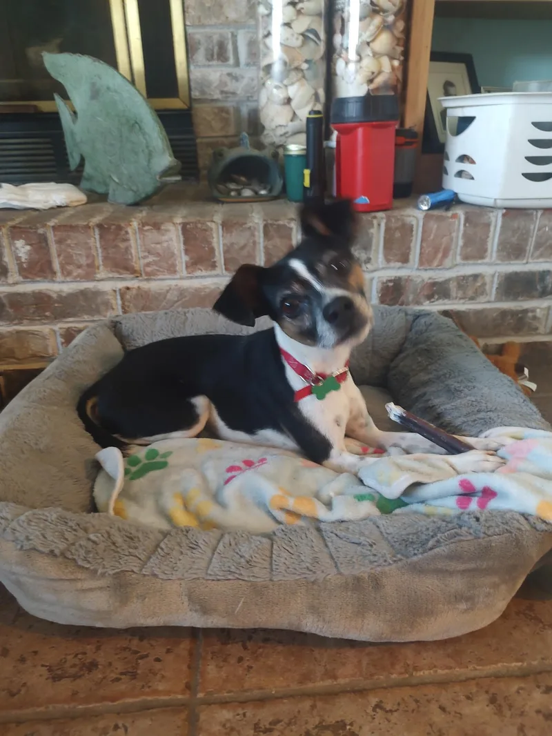 An adult small-sized male Toy Fox Terrier dog named Seltzer for adoption in Mary Esther, FL