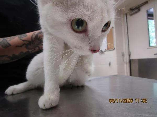 A young medium-sized female Domestic Short Hair cat named Sprinkle for adoption in Marietta, GA