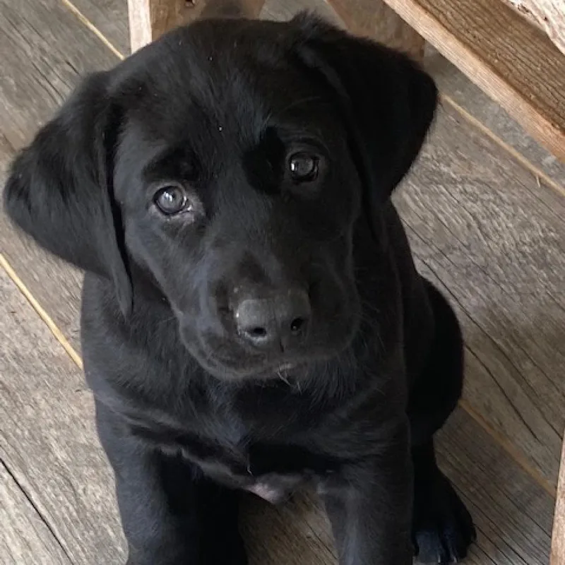 An adult extra large-sized male Black Labrador Retriever dog named Butters for adoption in Charlottesville, VA