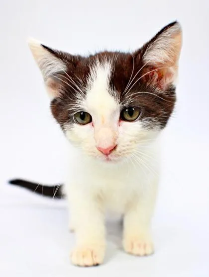 A baby small-sized female Domestic Short Hair cat named Funnel Cake for adoption in Morton Grove, IL