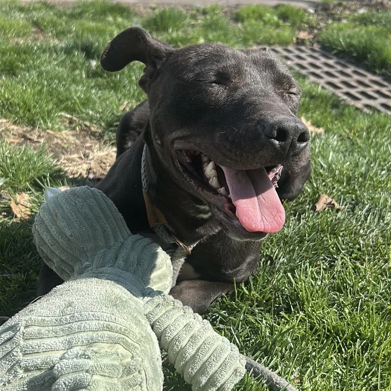 An adult medium-sized male Black Jack Russell Terrier dog named Maximus for adoption in Newark, NJ