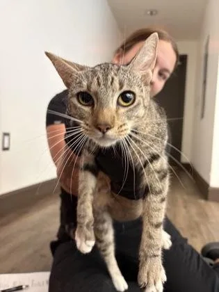An adult medium-sized female Domestic Short Hair cat named Lois for adoption in Palm Coast, FL
