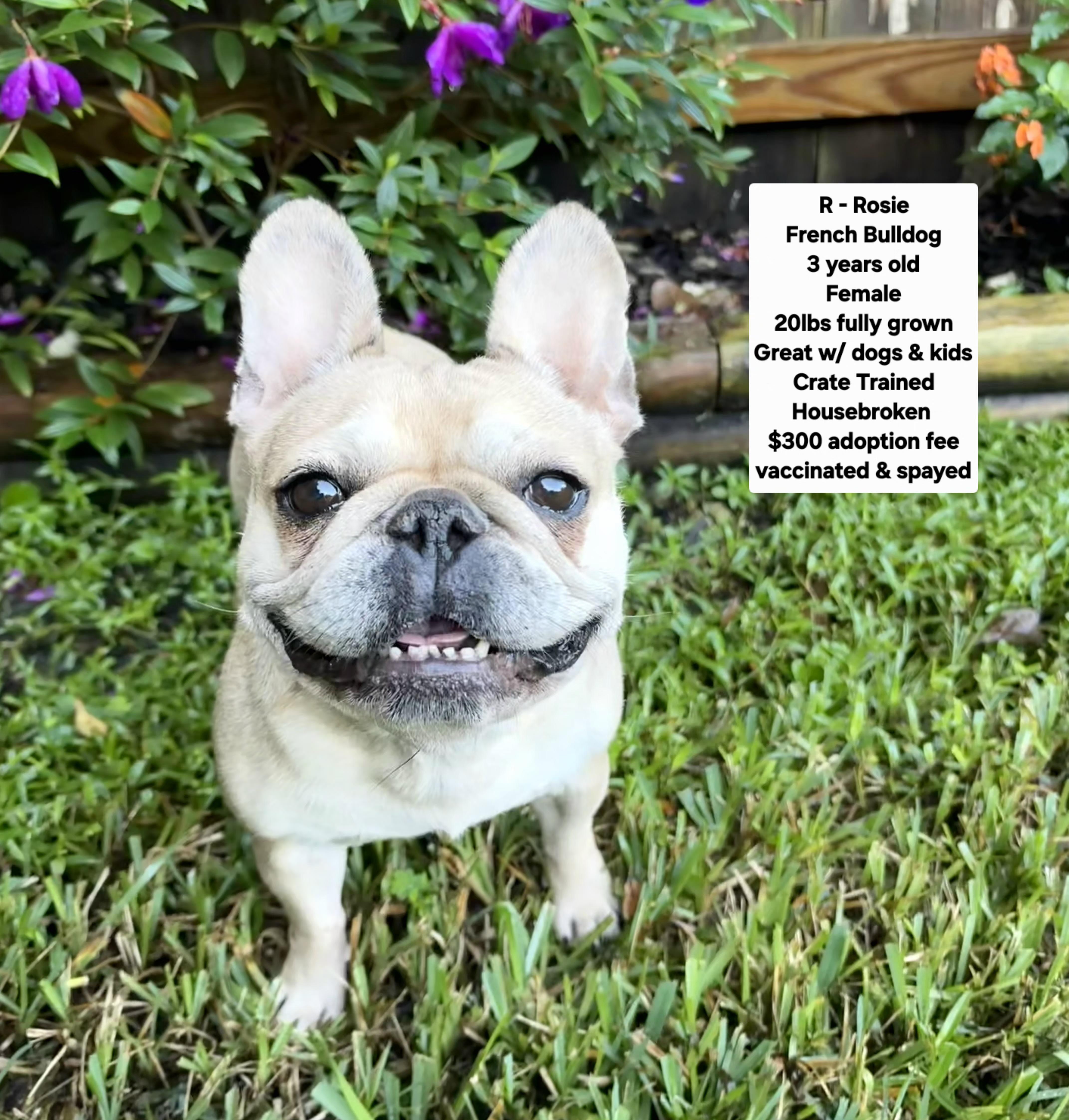 An adult small-sized female French Bulldog dog named R  Rosie for adoption in Oviedo, FL