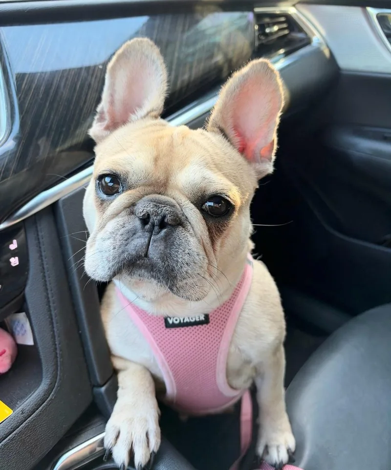R  Rosie thumbnail 3