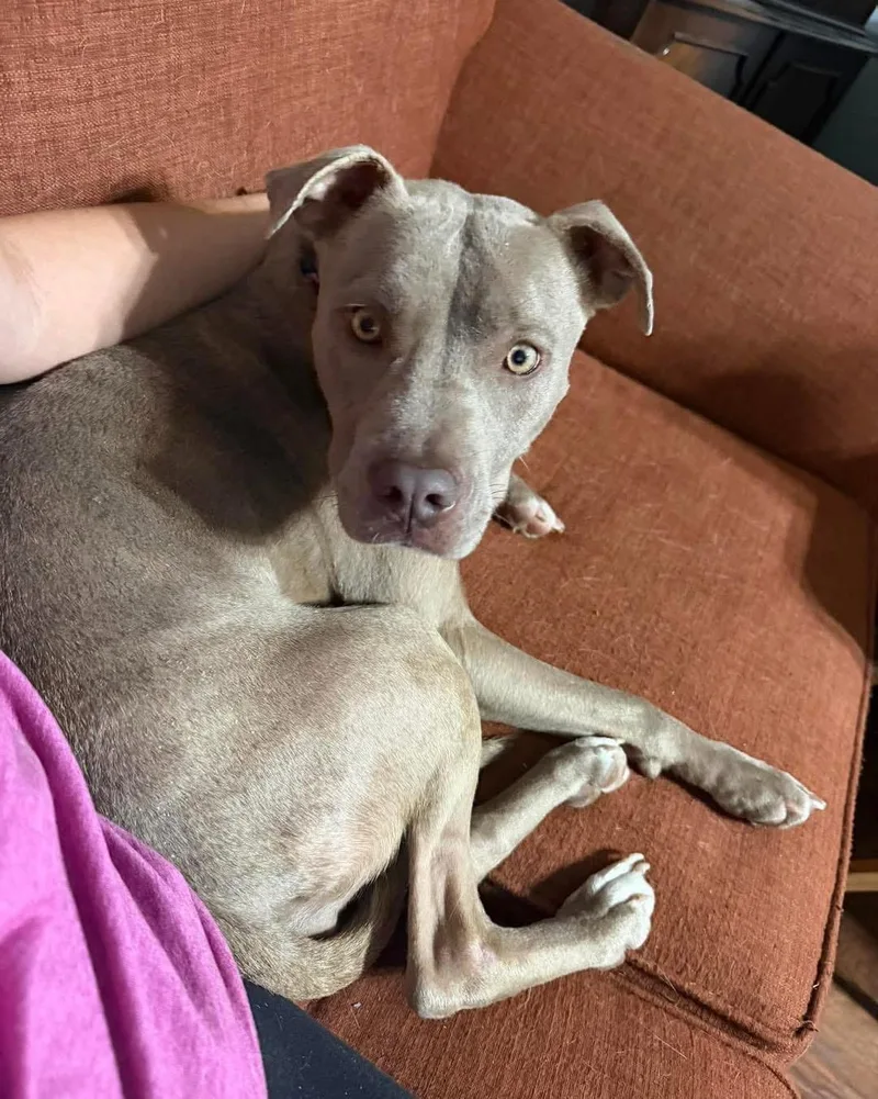 A young medium-sized female Mixed Breed dog named Willow for adoption in Randleman, NC