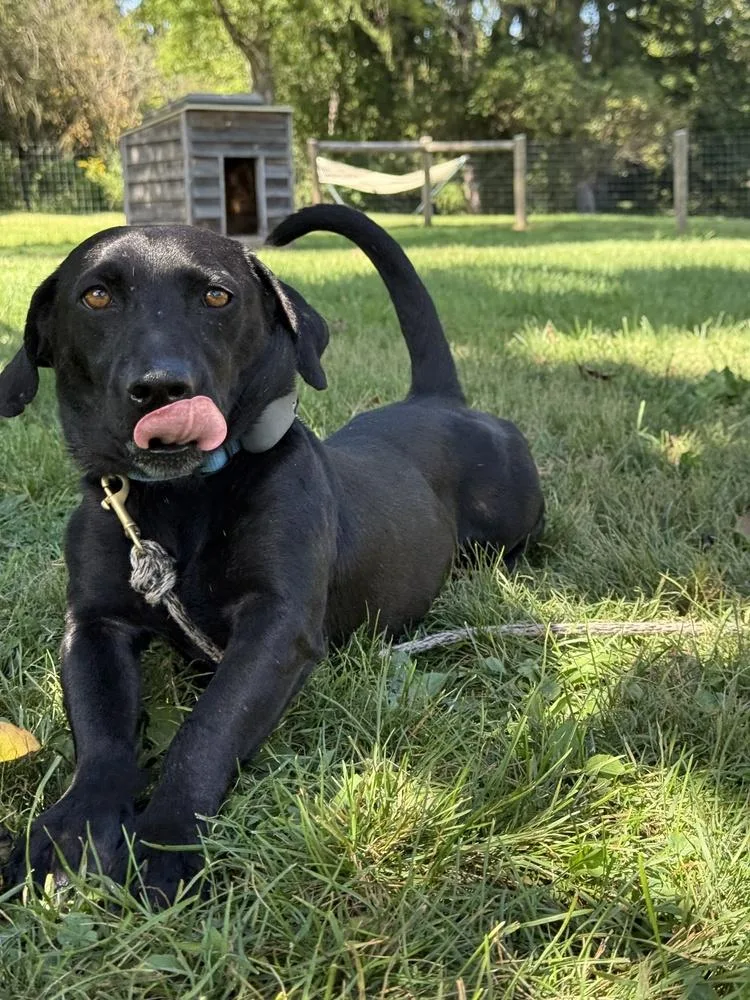 An adult small-sized male Black Basset Hound dog named Thunder for adoption in Pottstown, PA
