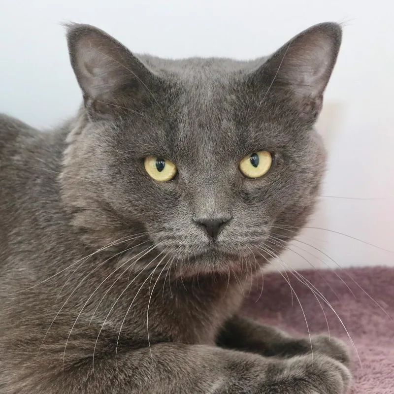 An adult medium-sized male Gray / Blue / Silver Domestic Short Hair cat named Tony Baloney for adoption in Allentown, PA