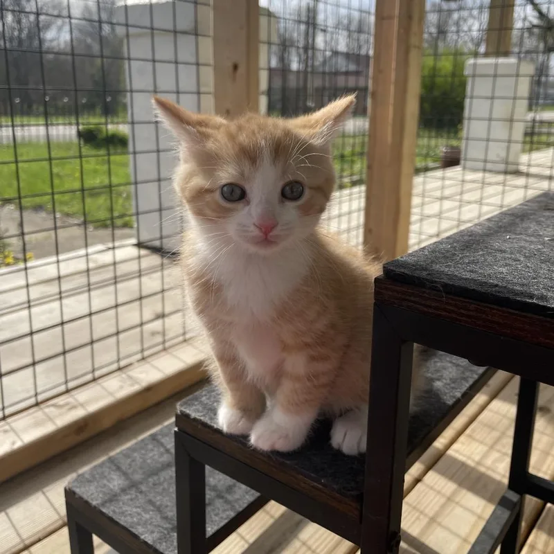 A baby small-sized male Orange / Red Domestic Short Hair cat named Butterscotch for adoption in Lexington, KY