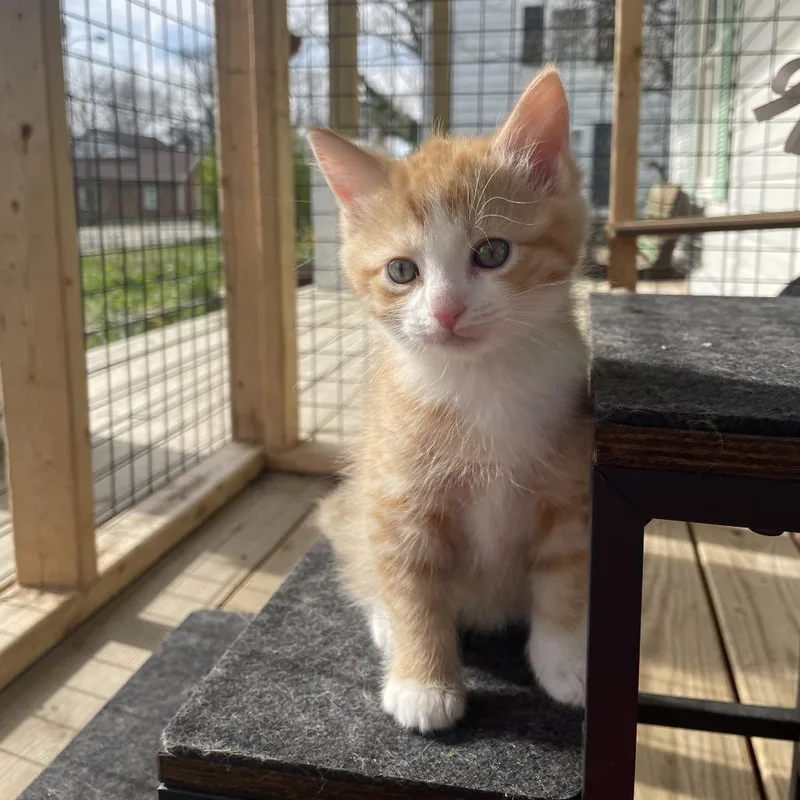 Butterscotch thumbnail 2