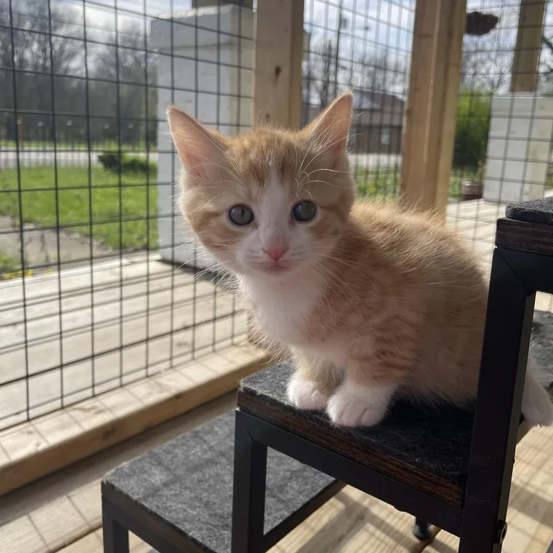 Butterscotch thumbnail 3