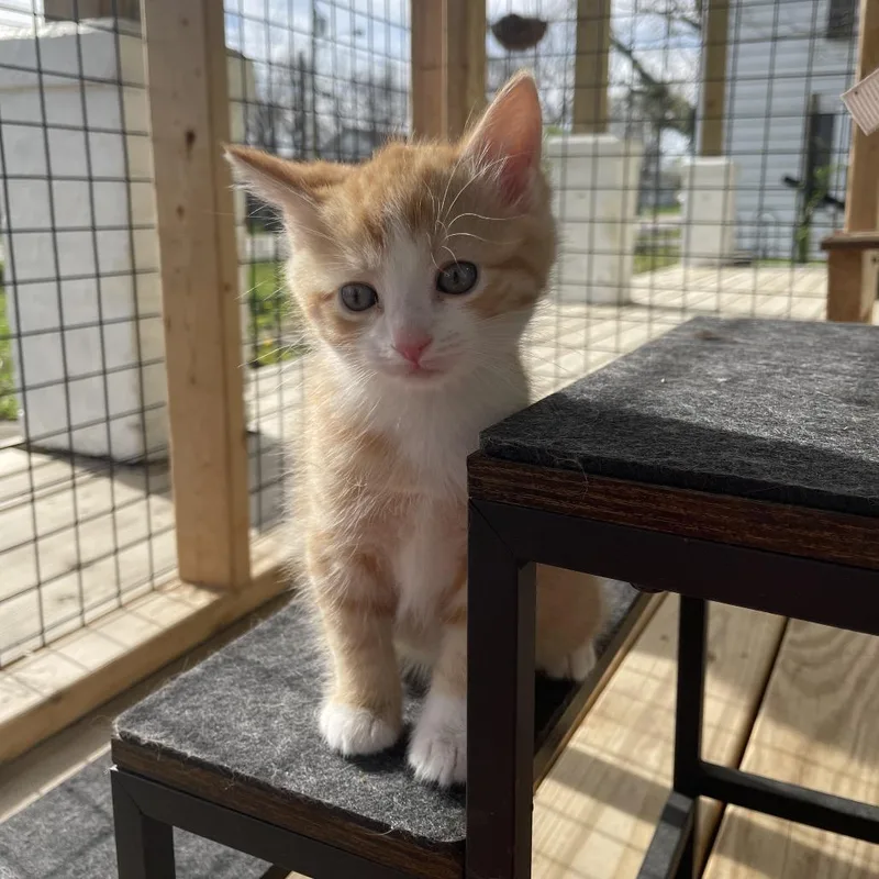 Butterscotch thumbnail 4