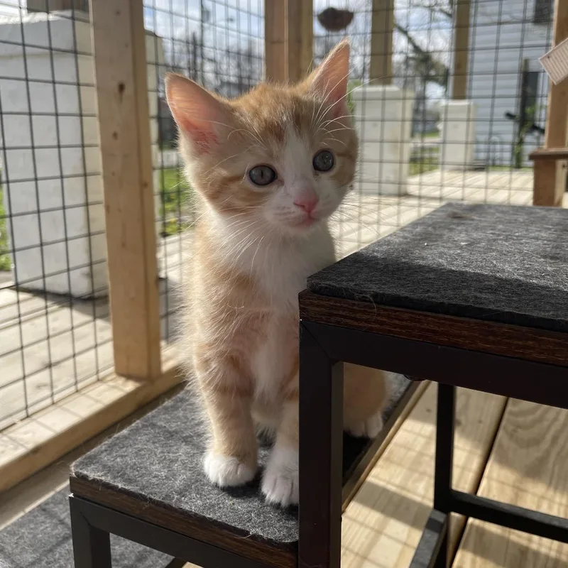 Butterscotch thumbnail 5