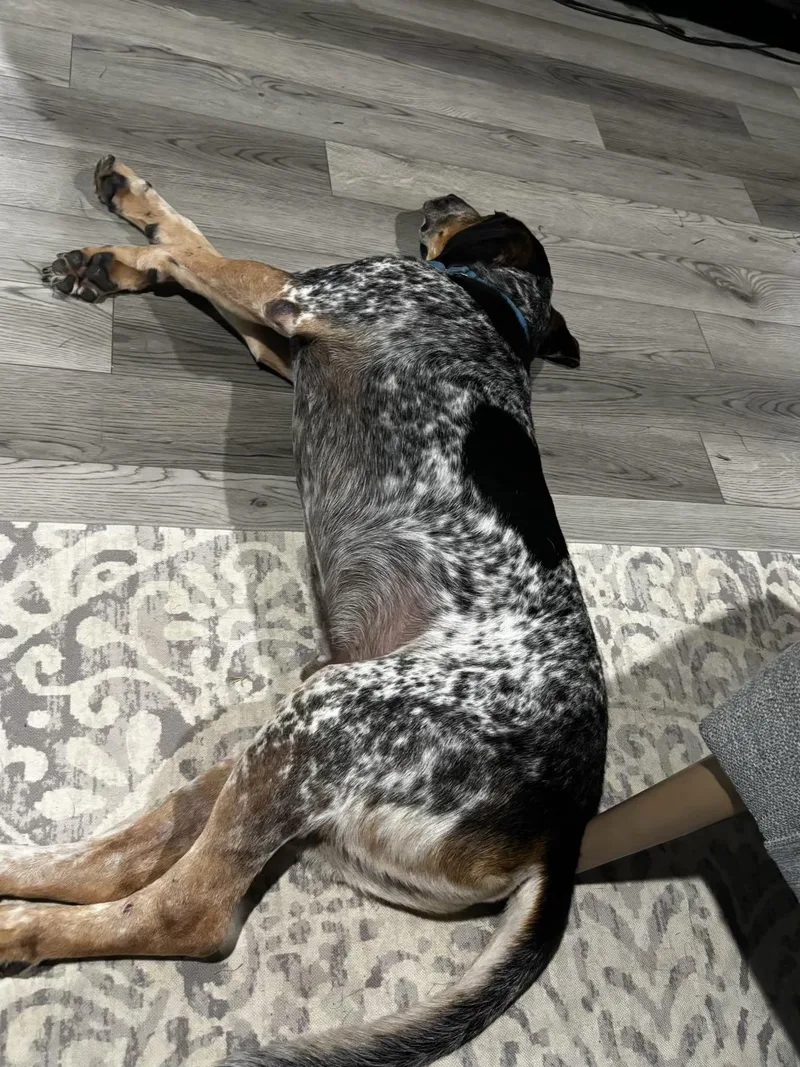 A young large-sized male White / Cream Bluetick Coonhound dog named Cash for adoption in Longview, TX