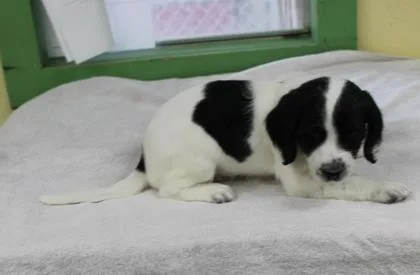 A baby medium-sized male Beagle dog named Amor for adoption in Picayune, MS