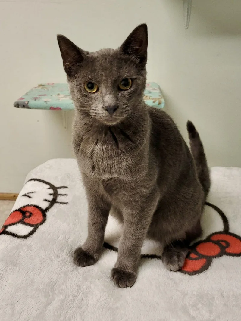 A baby medium-sized male Gray / Blue / Silver Domestic Short Hair cat named CAT Edison for adoption in GILBERTS, IL