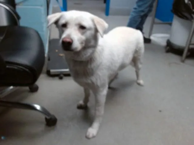 An adult medium-sized female Labrador Retriever dog named Sasha for adoption in Albuquerque, NM