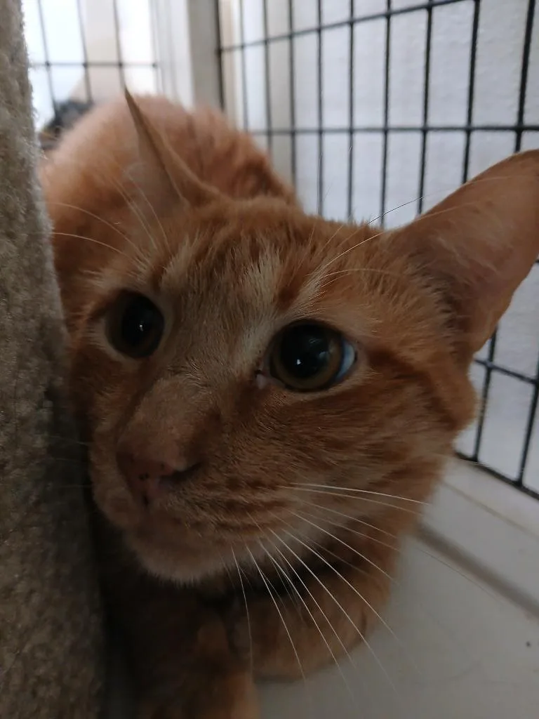 An adult large-sized male Domestic Short Hair cat named Frisbee for adoption in Fort Worth, TX