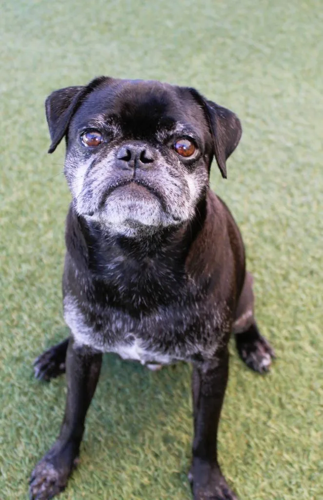 An adult small-sized male Pug dog named Jacques for adoption in Gardena, CA