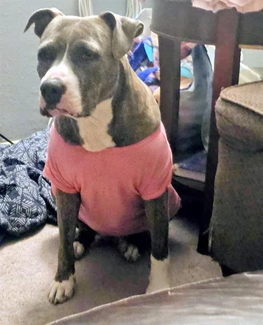 A young large-sized female American Staffordshire Terrier dog named Ruby Ann for adoption in San Antonio, TX
