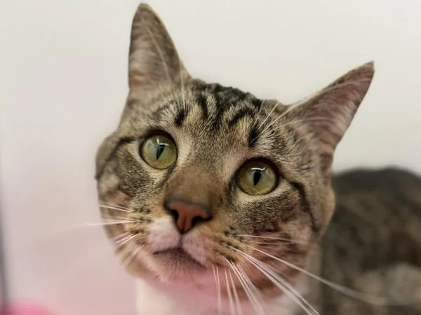A young small-sized male Domestic Short Hair cat named Charlie for adoption in Portland, OR