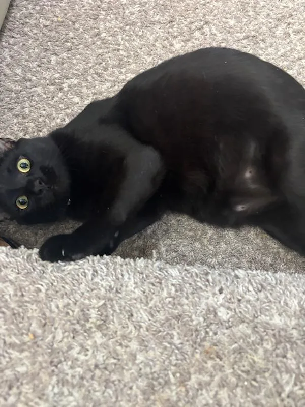Sylvestor