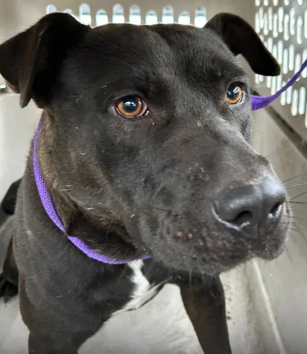 A young medium-sized male Pit Bull Terrier dog named Morpheus for adoption in La Grange, KY