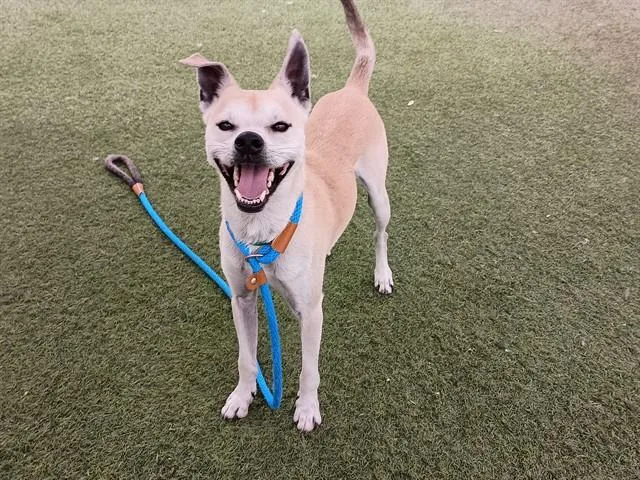 An adult large-sized male Chihuahua dog named Orion for adoption in Phoenix, AZ