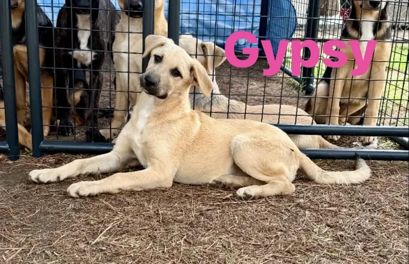 A baby medium-sized female Black Mouth Cur dog named Gypsy for adoption in Pembroke, MA